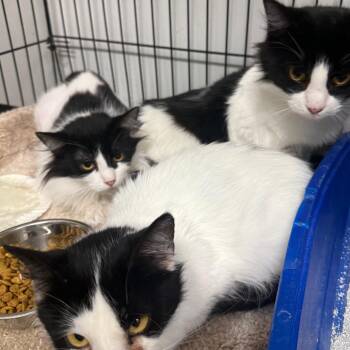 Domestic Long Hair Cats Available for Adoption - Finchy | PetCurious