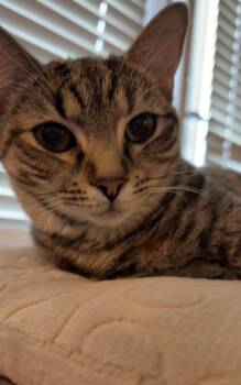 cleopatra -  American Shorthair Cat for Adoption in North Myrtle Beach, South Carolina - Cleopatra | PetCurious