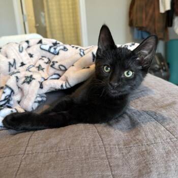 Benito & Paloma we are a Bonded Pair! -  Domestic Short Hair Cat for Adoption in Chicago, Illinois - Benito & Paloma We Are A Bonded Pair! | PetCurious