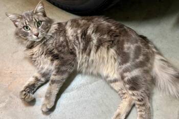 Norwegian Forest Cat Cats Available for Adoption - Simba | PetCurious
