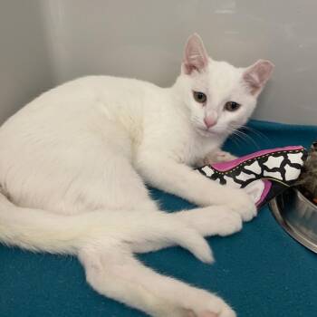 Domestic Short Hair Cats Available for Adoption - Blizzard | PetCurious