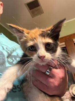 Domestic Short Hair Cats Available for Adoption in Grand Rapids, Michigan - Rosalie | PetCurious