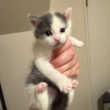 Domestic Short Hair Cats Available for Adoption in Tustin, California - Lil DeVille | PetCurious