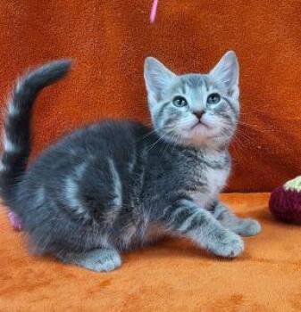 Elsa -  Domestic Short Hair Cat Available for Adoption in Bucyrus, Ohio - Elsa | PetCurious
