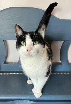 Domestic Short Hair Cats Available for Adoption in Sainte-angèle-de-monnoir, Quebec - SACHAT (CR/SC) | PetCurious