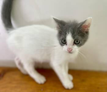 Coach -  Domestic Short Hair Cat for Adoption in Monson, Massachusetts - Coach | PetCurious