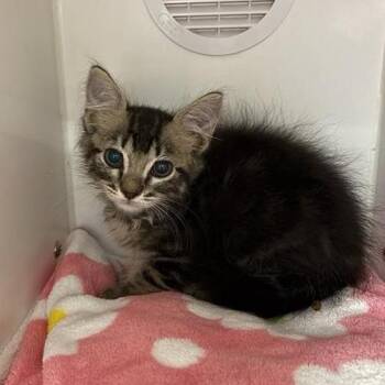 Drake -  Domestic Short Hair Cat for Adoption in Phoenix, Arizona - Drake | PetCurious