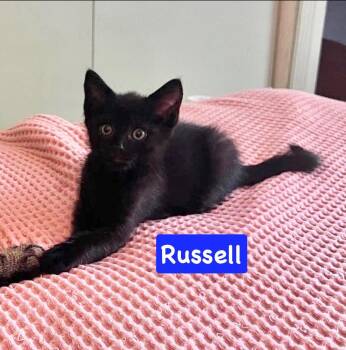 Russell -  Domestic Short Hair Cat for Adoption in Yardley, Pennsylvania - Russell | PetCurious