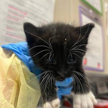 Domestic Short Hair Cats Available for Adoption in Las Vegas, Nevada - SOCKS | PetCurious