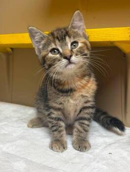 Colby Jack -  Domestic Short Hair Cat for Adoption in Maryville, Missouri - Colby Jack | PetCurious