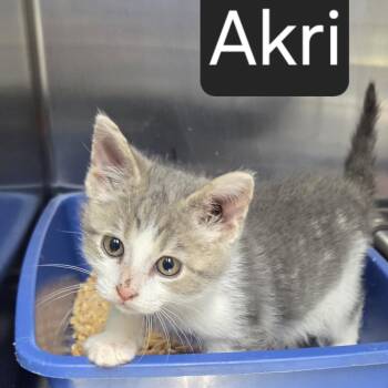 Domestic Short Hair Cats Available for Adoption in Snow Hill, North Carolina - Akri | PetCurious