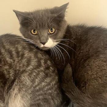 Tony Bologna (ID 51746) -  Domestic Short Hair Cat for Adoption in Manassas, Virginia - Tony Bologna (ID 51746) | PetCurious