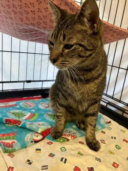 Domestic Short Hair Cats Available for Adoption in Lunenburg, Massachusetts - Buffy | PetCurious