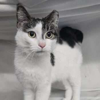 Rescue Domestic Short Hair Cats for Adoption in Eaton Rapids, Michigan - Heidi Loft 55494 FIV+ | PetCurious