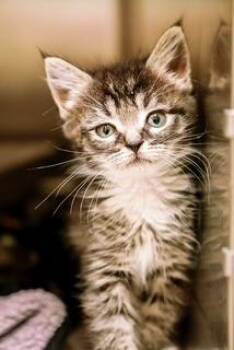 Frita -  Domestic Medium Hair and Domestic Short Hair Cat for Adoption in Dothan, Alabama - Frita | PetCurious