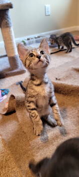 Rescue Domestic Short Hair and Tabby Cats for Adoption in Rosenberg, Texas - Mouth | PetCurious