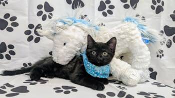 Tide -  Domestic Short Hair Cat for Adoption in Chesapeake Beach, Maryland - Tide | PetCurious