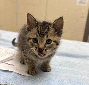 Yodel -  Domestic Short Hair Cat for Adoption in Westland, Michigan - Yodel | PetCurious
