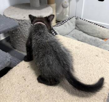 Ember -  Bombay Cat for Adoption in Paulina, Louisiana - Ember | PetCurious