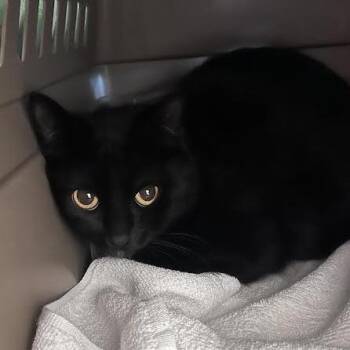 Domestic Short Hair Cats Available for Adoption - Sable | PetCurious