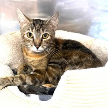 Aurora -  Domestic Short Hair Cat for Adoption in Greensburg, Pennsylvania - Aurora | PetCurious