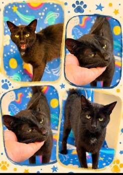 Nani -  Domestic Short Hair Cat for Adoption in Rensselaer, Indiana - Nani | PetCurious