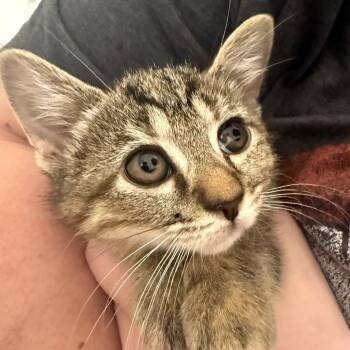 Rescue Domestic Medium Hair Cats for Adoption in Delaware, Ohio - Dirt Devil | PetCurious