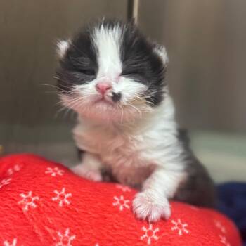 Huggies -  Domestic Short Hair Cat for Adoption in Winston-salem, North Carolina - Huggies | PetCurious