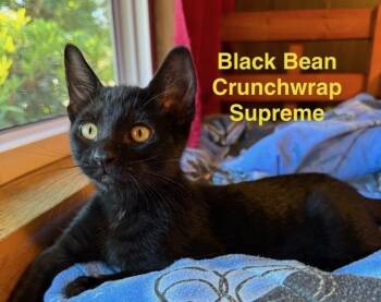 blk bean crunch wrap supreme -  Domestic Short Hair Cat for Adoption in Vancouver, Washington - Blk Bean Crunch Wrap Supreme | PetCurious