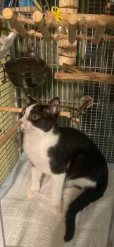 Rescue Domestic Short Hair Cats for Adoption in Santa Fe, Texas - Buster | PetCurious