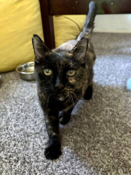 Rescue Tortoiseshell Cats for Adoption in Phoenix, Arizona - Sweetie | PetCurious