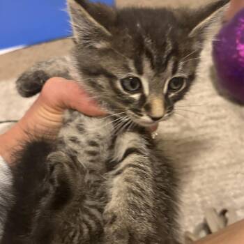 Ash Davis -  Domestic Short Hair Cat for Adoption in Eagle Mountain, Utah - Ash Davis | PetCurious