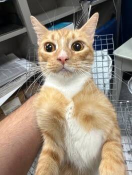 LION -  Domestic Short Hair Cat for Adoption in Pasadena, Texas - LION | PetCurious