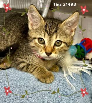TINA/VAYLEN (see also TIMMY) -  Domestic Short Hair Cat for Adoption in Marietta, Georgia - TINA/VAYLEN (see Also TIMMY) | PetCurious