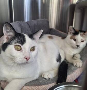 Domestic Short Hair Cats Available for Adoption - CHLOE And BELLA - BONDED PAIR | PetCurious