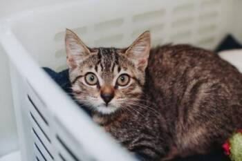 94859a Bunny-PetSmart North Charleston -  Domestic Short Hair Cat for Adoption in North Charleston, South Carolina - 94859a Bunny-PetSmart North Charleston | PetCurious