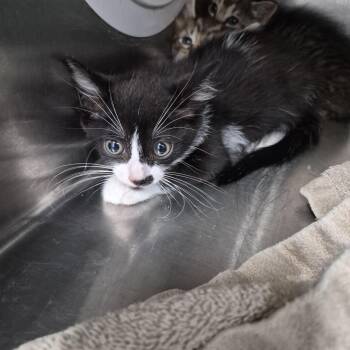 Meanie -  Domestic Short Hair Cat for Adoption in Ardmore, Oklahoma - Meanie | PetCurious