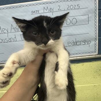 Puk -  Domestic Short Hair Cat for Adoption in Corbin, Kentucky - Puk | PetCurious