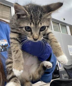 Domestic Short Hair Cats Available for Adoption in Dallas, Texas - TIGER | PetCurious