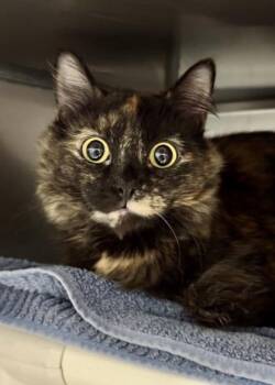 Patchouli -  Domestic Medium Hair and Domestic Short Hair Cat for Adoption in Morristown, New Jersey - Patchouli | PetCurious