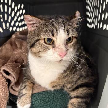 Beas -  Domestic Short Hair Cat for Adoption in San Antonio, Texas - Beas | PetCurious