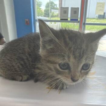 Raine -  Domestic Short Hair Cat for Adoption in Montgomery, Alabama - Raine | PetCurious