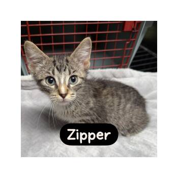Zipper -  Domestic Short Hair Cat for Adoption in Warren, Ohio - Zipper | PetCurious