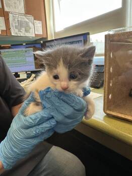 A122945 -  Domestic Short Hair Cat for Adoption in West Valley City, Utah - A122945 | PetCurious