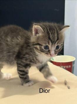 Domestic Short Hair Cats Available for Adoption in Hamilton, Ohio - Dior | PetCurious
