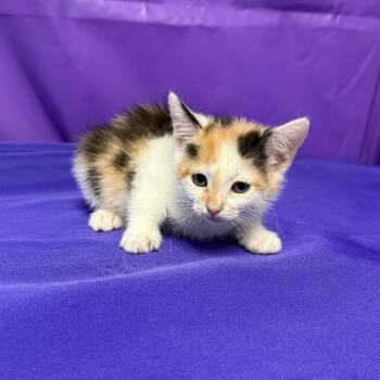 Quinlan -  Domestic Short Hair Cat for Adoption in North Myrtle Beach, South Carolina - Quinlan | PetCurious