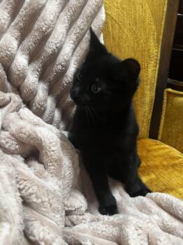 Rescue Domestic Short Hair Cats for Adoption in Hollister, California - Zeeke | PetCurious