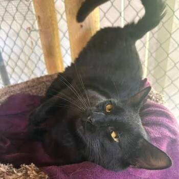 Ajax -  Domestic Short Hair Cat for Adoption in Ashland, Ohio - Ajax | PetCurious
