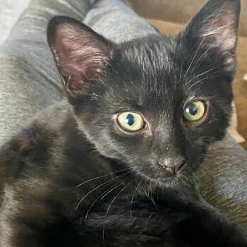 Zelda -  Domestic Short Hair Cat for Adoption in Ashland, Oregon - Zelda | PetCurious