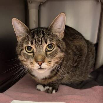 Stormy -  Domestic Short Hair Cat for Adoption in Marshall, Virginia - Stormy | PetCurious